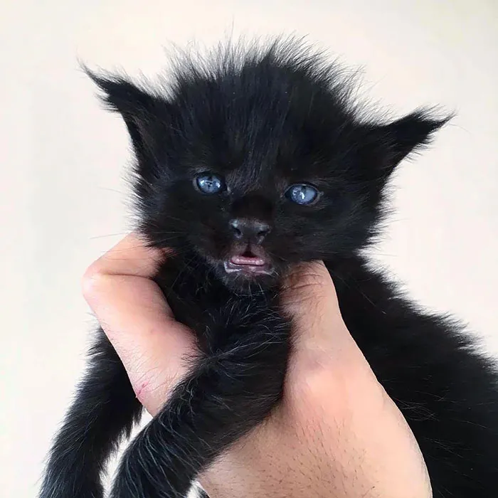 Big Black Boy