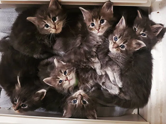 The Magnificent Seven