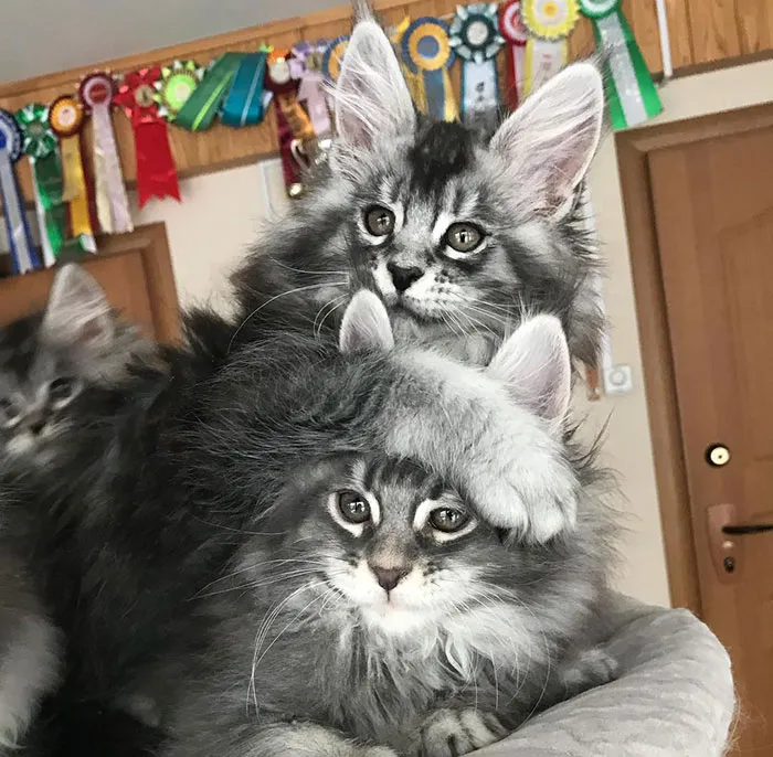Hermanos