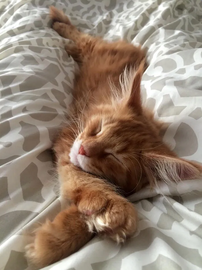 We Got An Orange Flavoured Maine Coon