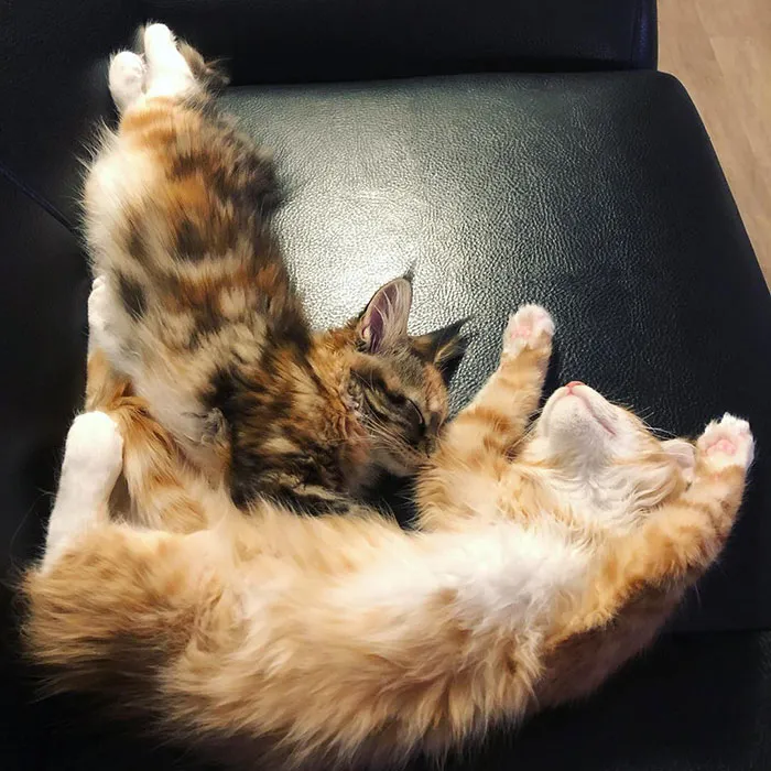 What So You Think They’re Dreaming Of?