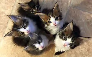 50 Cute Maine Coon Kittens That Are Actually Giants Waiting To Grow Up