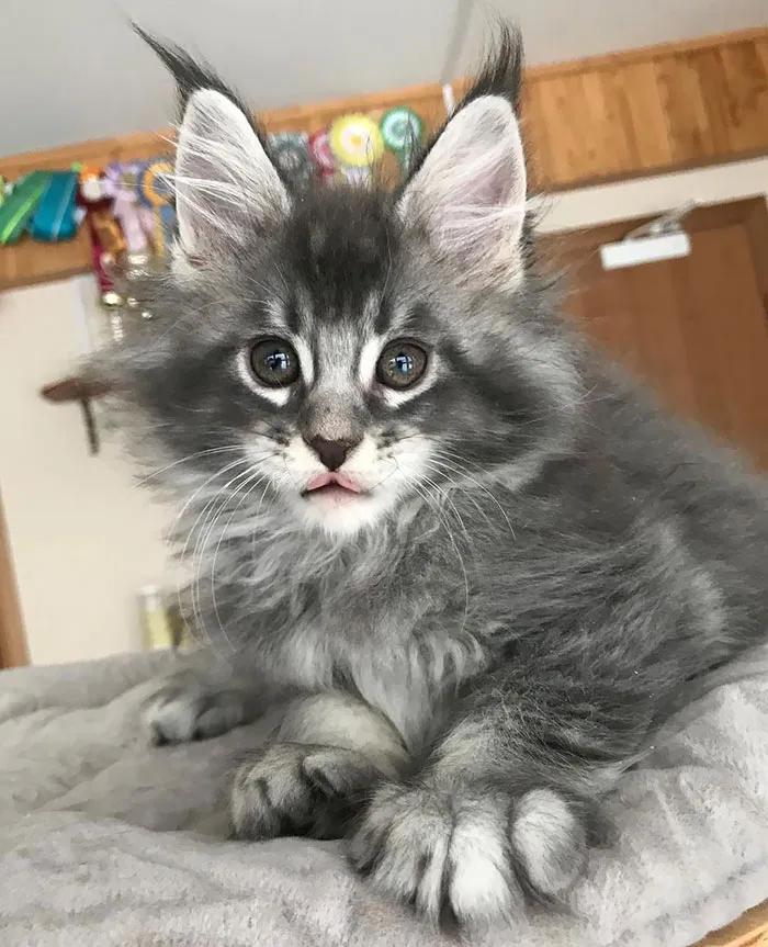 That Little Tongue