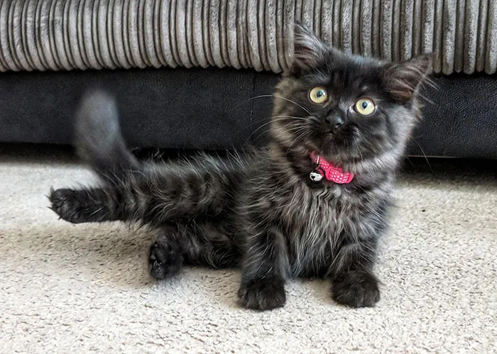 After Months Of Waiting I Finally Got A Maine Coon, Meet Zelda