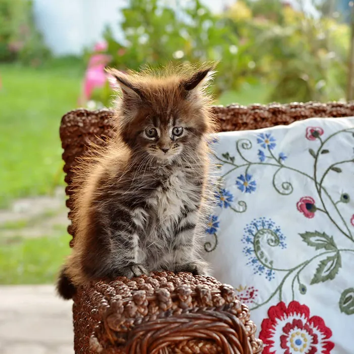 Just Look At This Fluff Ball