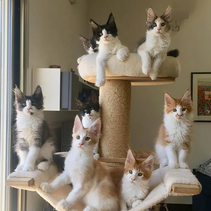 My Beloved Cuties