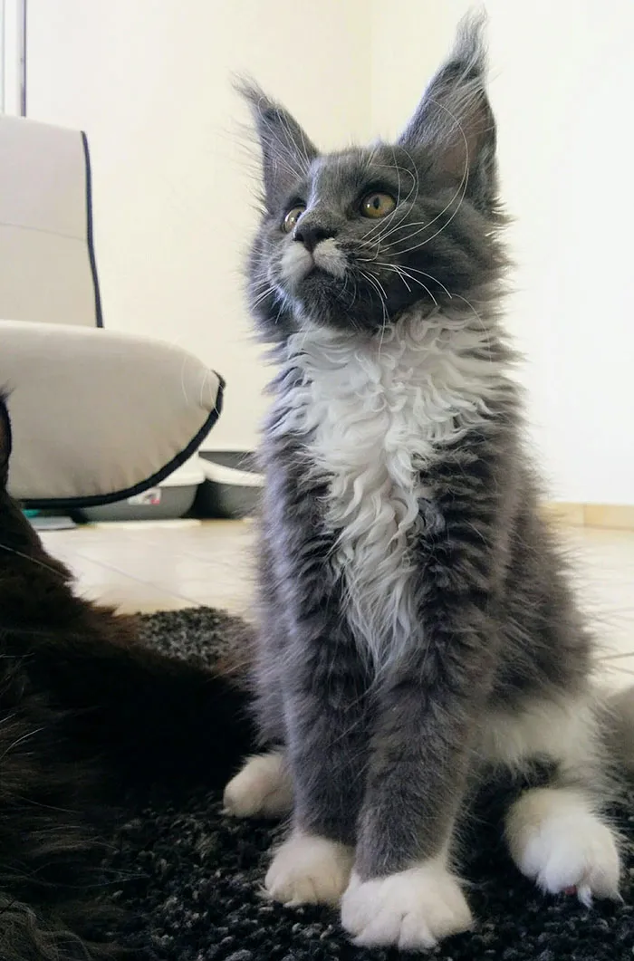 Nemesis, 3-Months-Old, Just Arrived