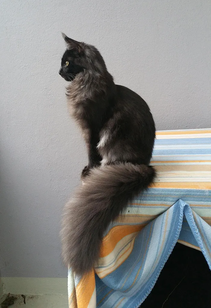 7-Months-Old Maine Coon Thinks He Is A Statue