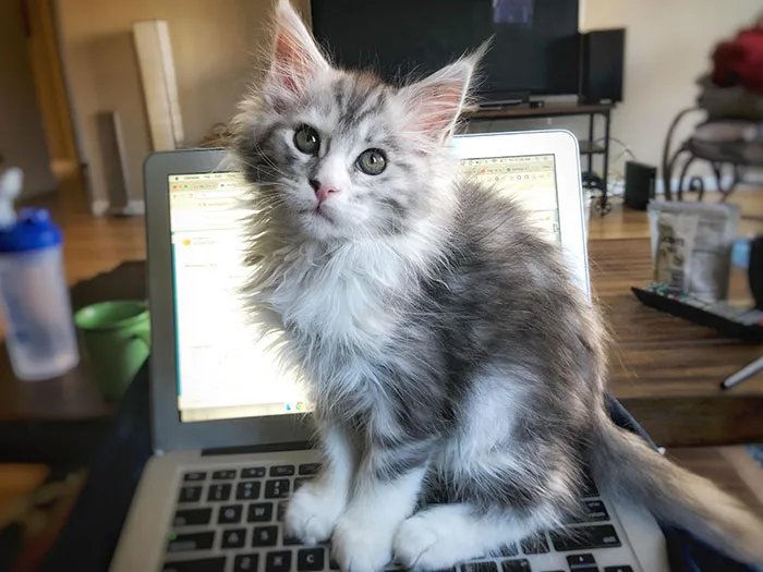 My Productivity Has Been Compromised. Thanks, Lucy (12-Weeks-Old)