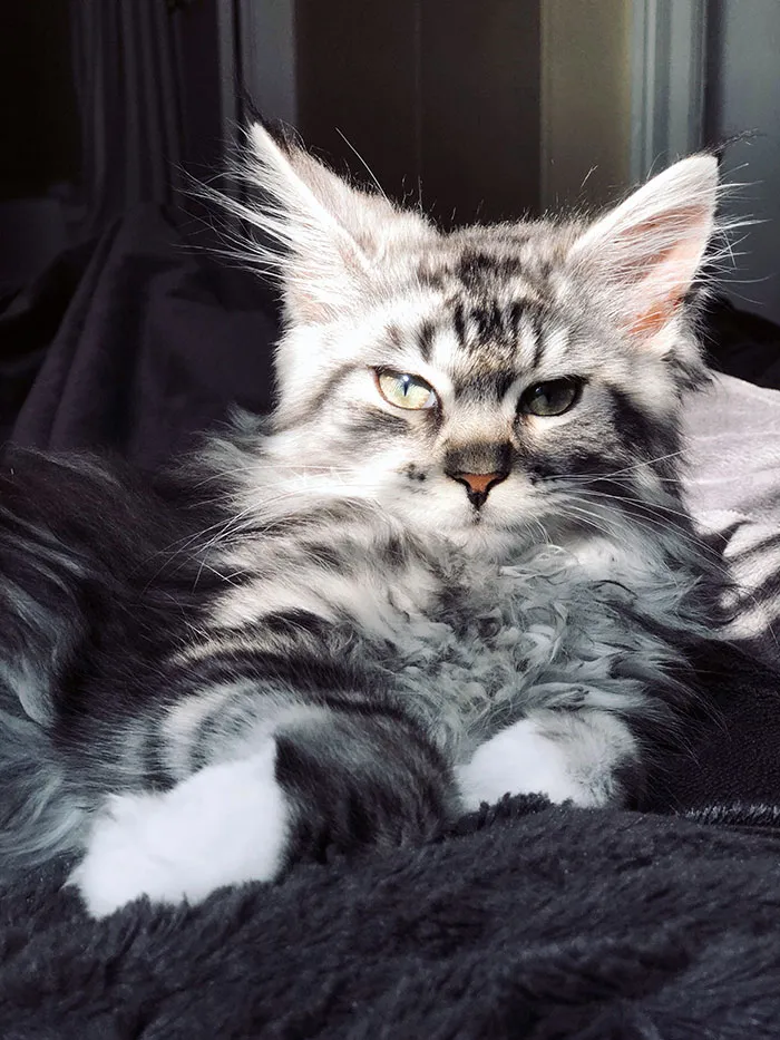 My 14-Week-Old Coonie, Django. Handsome As Ever
