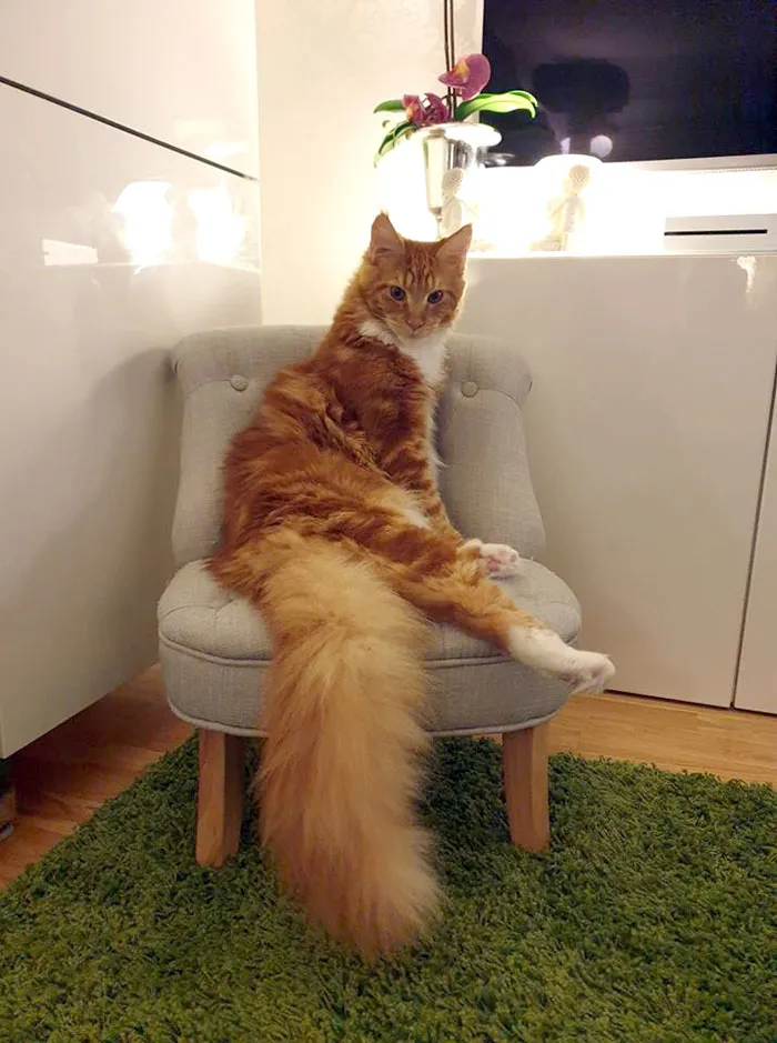 My 6-Month-Old Maine Coon Cat Brutus