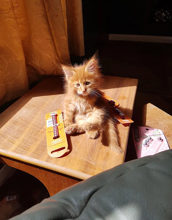 Baby Rufio. 8-Weeks-Old