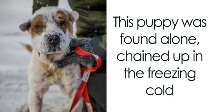 This Dog Was Taken Away From Owners Who Kept Him In Horrible Conditions, Gets A Forever Home