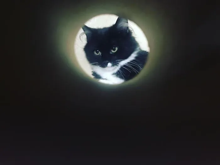 My Cat Is 110% Done With My ****