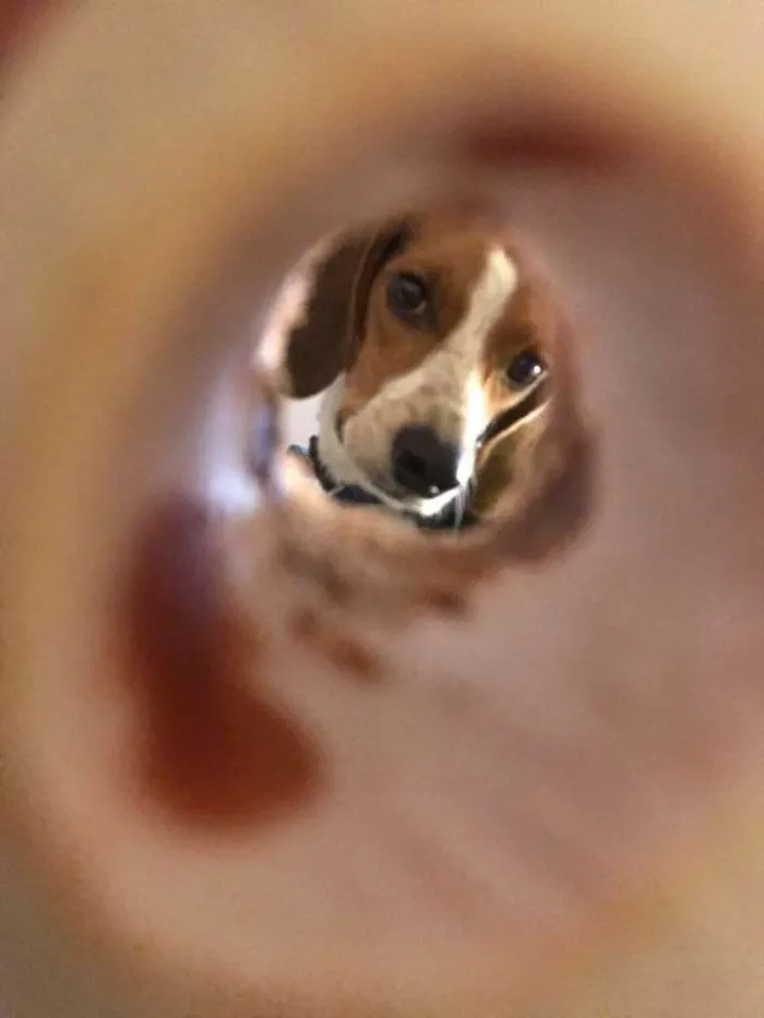 Mi perro a través de un hueso, mucho mejor