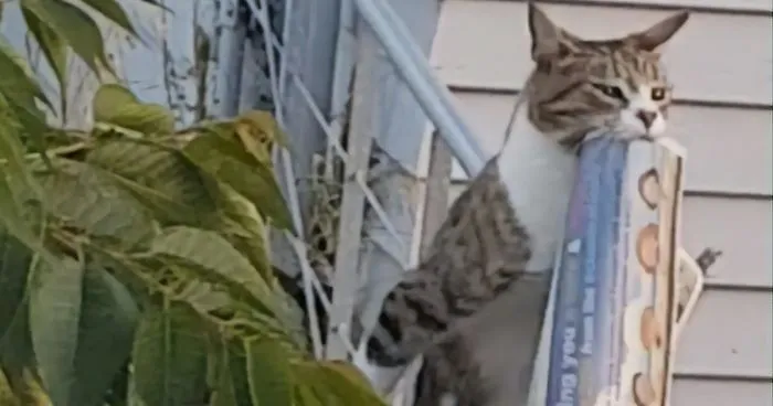 Woman Catches Her Cat Returning From Neighbor's Property With Stolen Goods