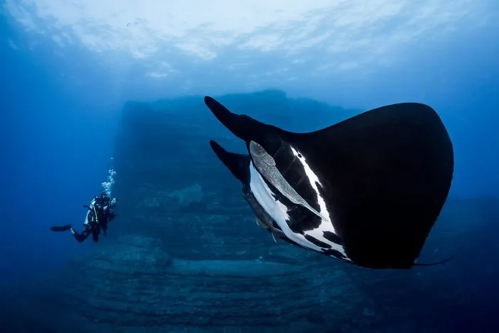 1st Place, Novice Dslr, "Special Encounter" By Alvin Cheung
