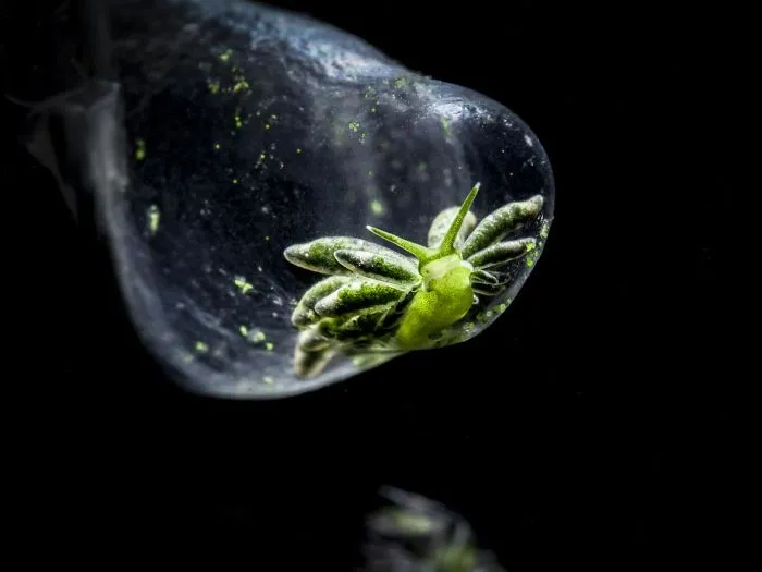 2nd Place, Mirrorless Macro, "Bubble Life" By Owen Yen