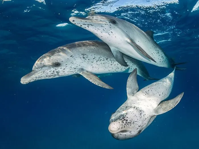 1st Place, Mirrorless Wide Angle, "Spotted Dolphin" By Eugene Kitsios