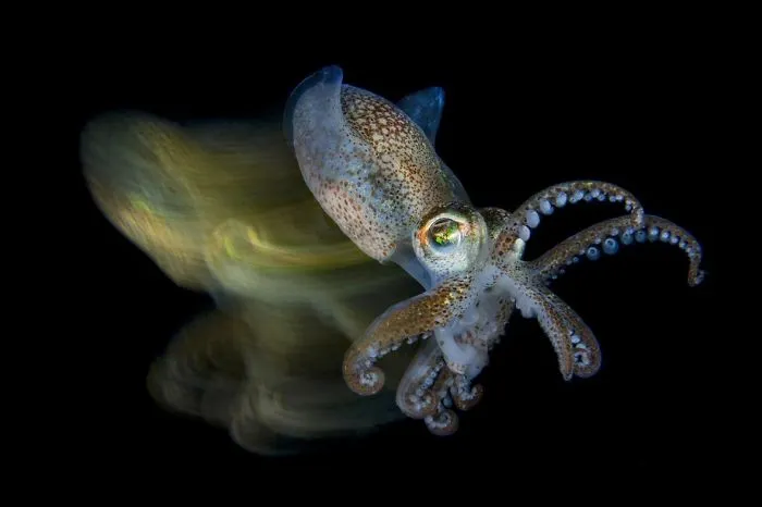 3rd Place, Macro Ocean, "Speedy Cuttlefish" By Fabio Iardino