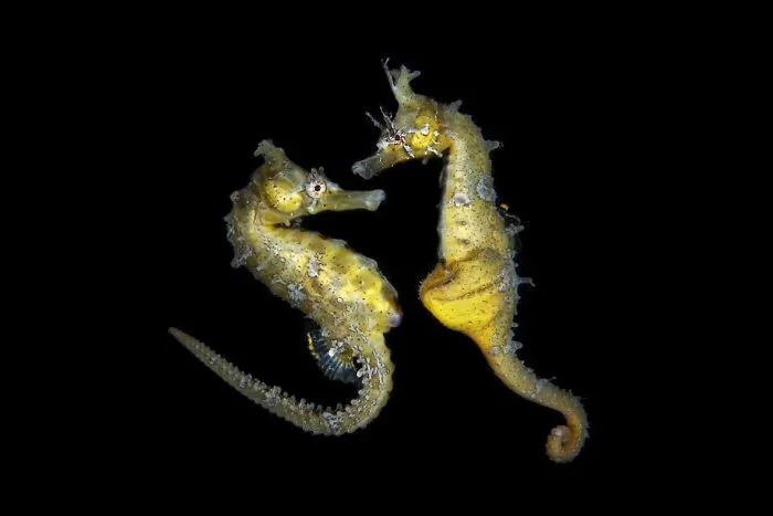 4th Place, Macro Ocean, "Dance Of Love" By Jinggong Zhang