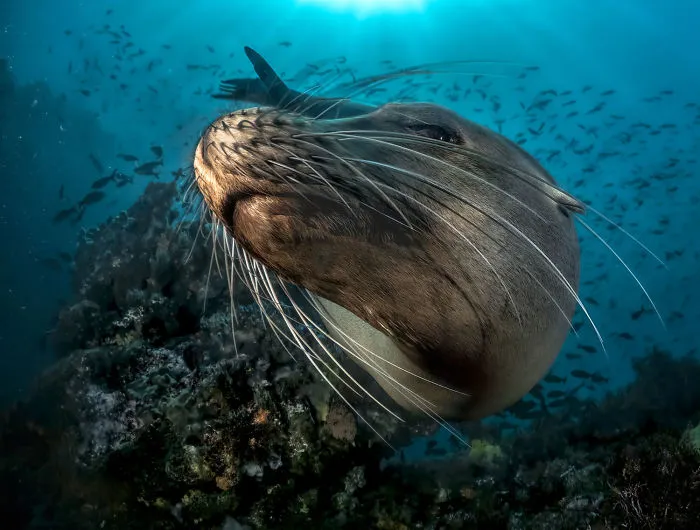 3rd Place, Mirrorless Wide Angle, "No No!" By Pier Mane