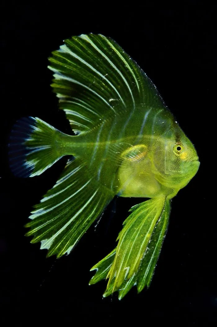 Honorable Mention, Macro Ocean, "Juvenile Batfish" By Dennis Corpuz