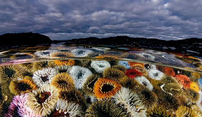 4th Place,  Wide-Angle Category, "West Coast Flowers" By Geo Cloete