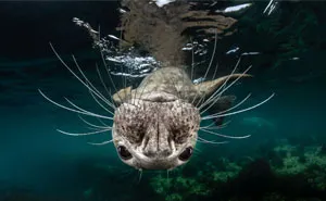 The Winners Of The 2018 Underwater Photography Competition Will Take Your Breath Away