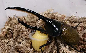  Turns Out Beetles In Japan Are Such A Big Deal That People Keep Them As Pets And Feed Them Jelly Cups