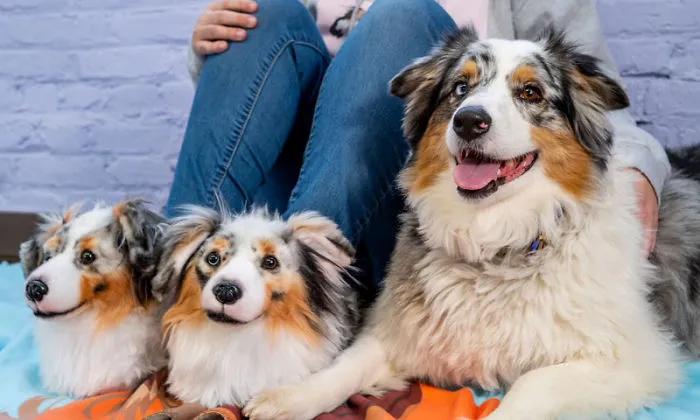 This Company Makes Slippers That Look Just Like People's Pets And They Are So Realistic That Dogs Get Jealous