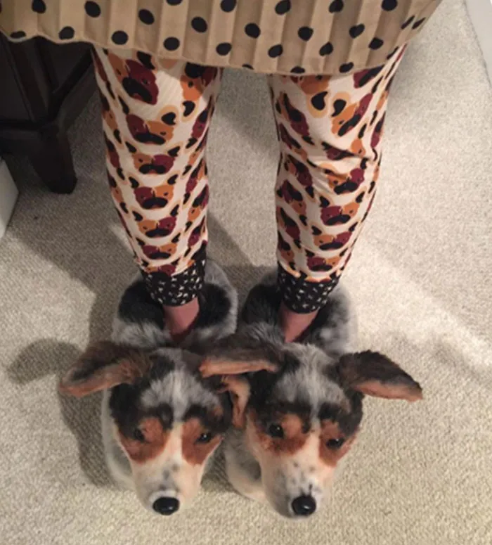 This Company Makes Slippers That Look Just Like People's Pets And They Are So Realistic That Dogs Get Jealous