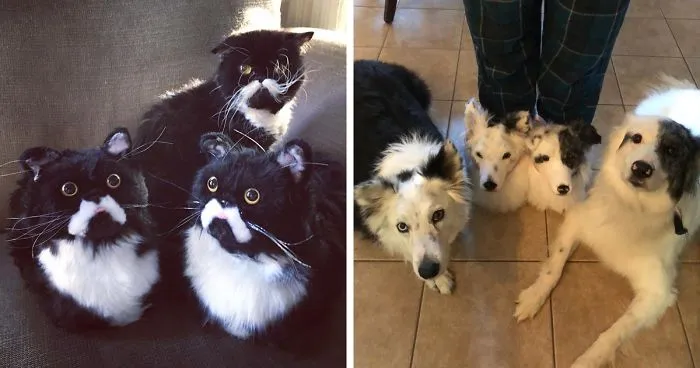 This Company Makes Slippers That Look Just Like People's Pets And They Are So Realistic That Dogs Get Jealous