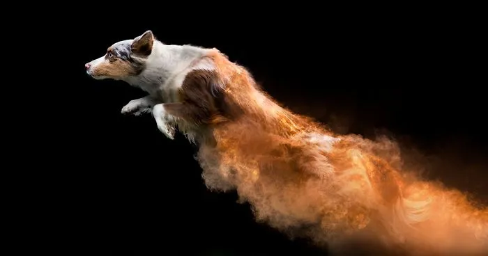 I Tossed Powder On Some Dogs, And The Result Turned Out Amazing (13 Images)
