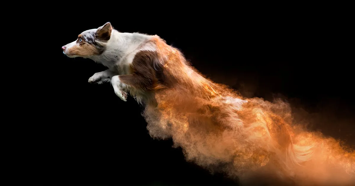 Les arrojé polvos de colores a unos perros y el resultado es increíble (13 imágenes)