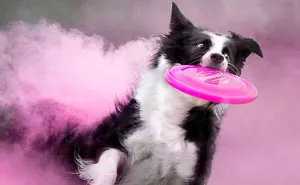 I Tossed Powder On Some Dogs, And The Result Turned Out Amazing (13 Images)
