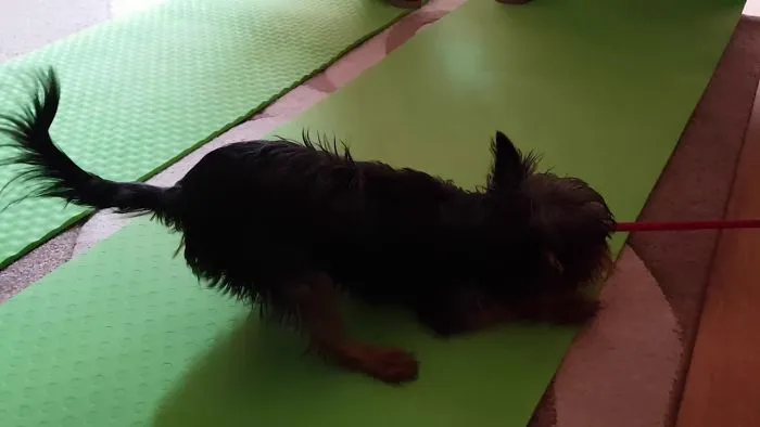 Little Dog Training