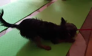 Little Dog Training