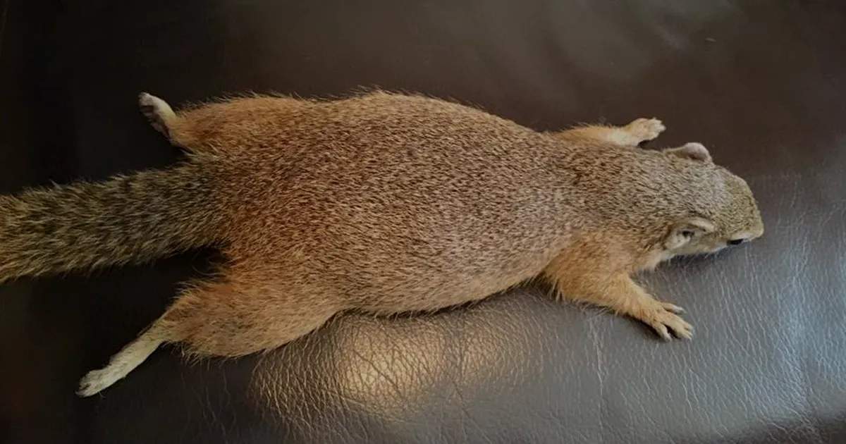 Esta ardilla silvestre hizo un nido para su cría en un cajón de su rescatadora, y es adorable