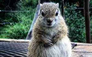 This Wild Squirrel Made A Nest For Her Baby In Her Rescuer’s Drawer And It’s Adorable