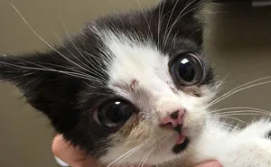 I Adopted A Kitten With Huge 'Glass' Eyes After He Was Found Abandoned On A Porch And He Is Now Our Family Member