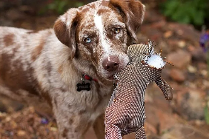 My Baby Started To Cry Ones She Found Her Squirrel Chewed Up