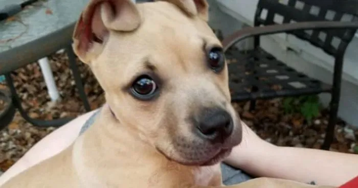 People Rescue A Litter Of Pit Bulls, Notice That One Of Them Has 'Cinnamon Roll' Ears
