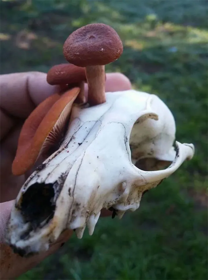Lactarius Rubidius Growing Out Of Fox Skull