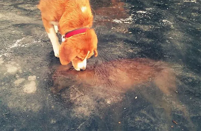 The Fox And The Hound