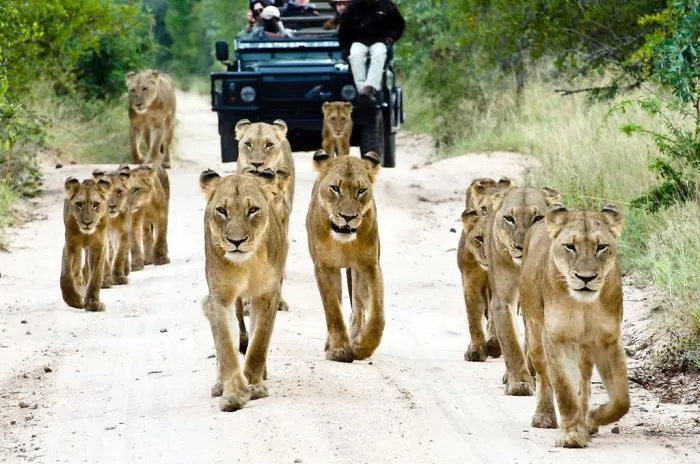 An African Safari Explained In 3 Amazing Photos