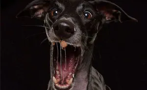 I Celebrate The Day Of Spanish Hunting Dogs By Photographing Them Enjoying Their Life Of Freedom