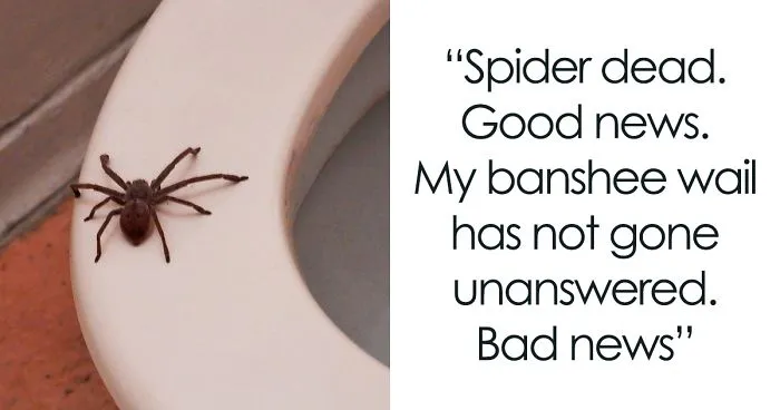 Guy Accidentally Sat On A Toilet With A Huntsman Spider In It, Says He Was Assaulted By 'World's Smallest Sexual Predator"