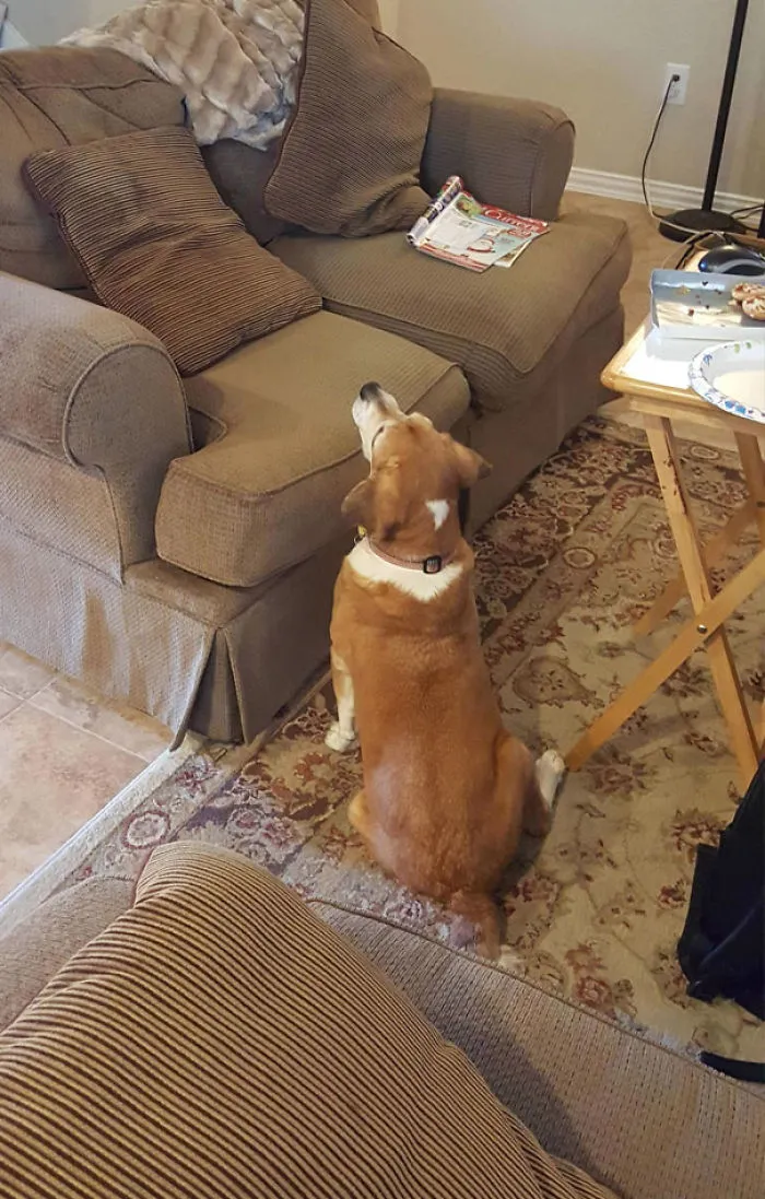 When Your Blind Dog Begs For Food