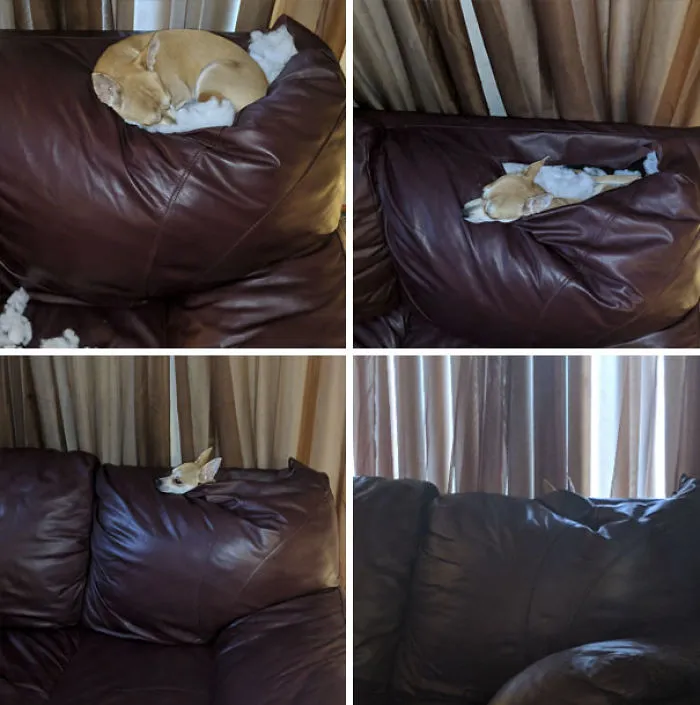 My Dog Is Slowly Sinking Into The Couch Abyss